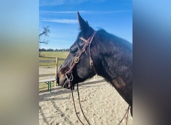 American Quarter Horse, Wallach, 7 Jahre, 158 cm, Dunkelbrauner