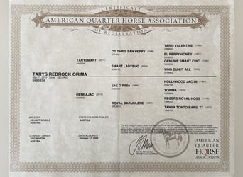 American Quarter Horse, Wallach, 7 Jahre, 158 cm, Fuchs