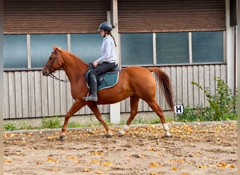 American Quarter Horse, Wallach, 7 Jahre, 158 cm, Fuchs