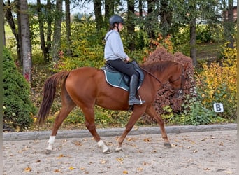 American Quarter Horse, Wallach, 7 Jahre, 158 cm, Fuchs