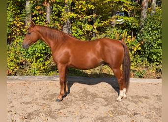 American Quarter Horse, Wallach, 7 Jahre, 158 cm, Fuchs