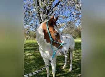American Quarter Horse, Wallach, 7 Jahre, 158 cm, Overo-alle-Farben