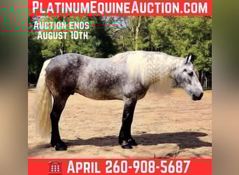 American Quarter Horse, Wallach, 7 Jahre, 160 cm, Apfelschimmel