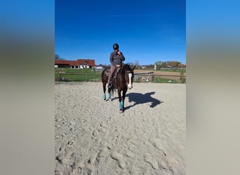 American Quarter Horse, Wallach, 7 Jahre, 160 cm, Brauner
