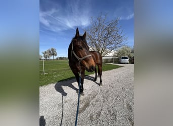 American Quarter Horse, Wallach, 7 Jahre, 160 cm, Brauner