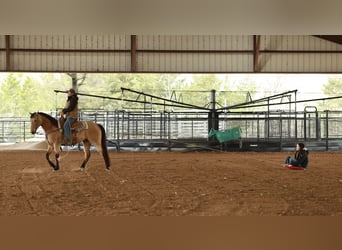 American Quarter Horse, Wallach, 7 Jahre, 160 cm, Buckskin