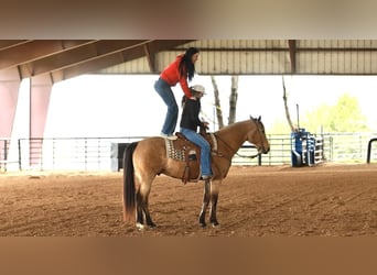 American Quarter Horse, Wallach, 7 Jahre, 160 cm, Buckskin