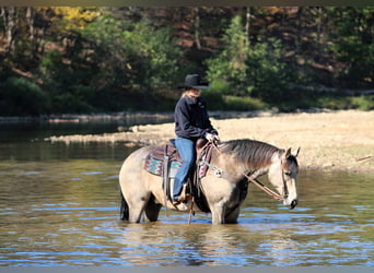 American Quarter Horse, Wallach, 7 Jahre, 160 cm, Buckskin American Quarter Horse, Wallach, 7 Jahre, 160 cm, Buckskin