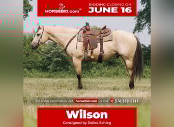 American Quarter Horse, Wallach, 7 Jahre, 160 cm, Buckskin