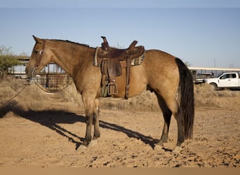 American Quarter Horse, Wallach, 7 Jahre, 160 cm, Buckskin