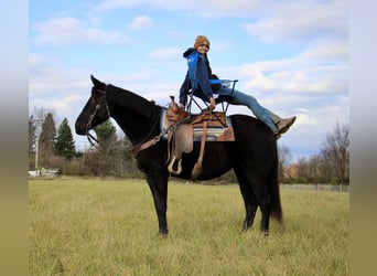 American Quarter Horse, Wallach, 7 Jahre, 160 cm, Rappe
