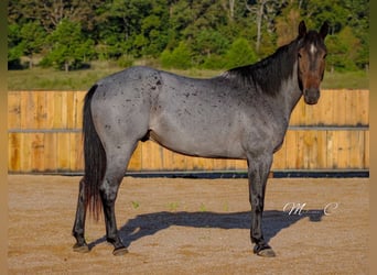 American Quarter Horse, Wallach, 7 Jahre, 160 cm, Roan-Blue
