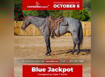 American Quarter Horse, Wallach, 7 Jahre, 160 cm, Roan-Blue