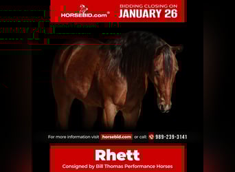 American Quarter Horse, Wallach, 7 Jahre, 160 cm, Rotbrauner