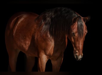American Quarter Horse, Wallach, 7 Jahre, 160 cm, Rotbrauner