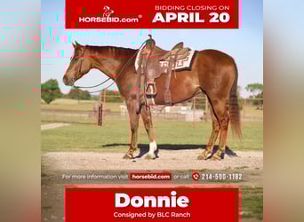 American Quarter Horse, Wallach, 7 Jahre, 160 cm, Rotfuchs