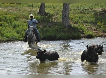 American Quarter Horse, Wallach, 7 Jahre, 160 cm, Schimmel