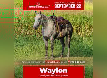 American Quarter Horse, Wallach, 7 Jahre, 160 cm, Schimmel