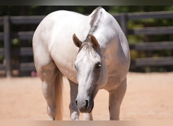 American Quarter Horse, Wallach, 7 Jahre, 160 cm, Schimmel