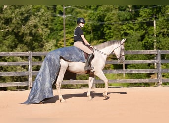 American Quarter Horse, Wallach, 7 Jahre, 160 cm, Schimmel