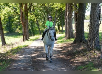 American Quarter Horse, Wallach, 7 Jahre, 160 cm, Schimmel