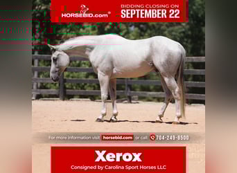 American Quarter Horse, Wallach, 7 Jahre, 160 cm, Schimmel