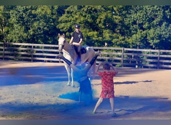 American Quarter Horse, Wallach, 7 Jahre, 160 cm, Schimmel
