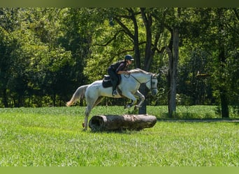 American Quarter Horse, Wallach, 7 Jahre, 160 cm, Schimmel
