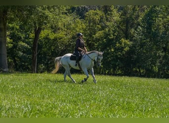 American Quarter Horse, Wallach, 7 Jahre, 160 cm, Schimmel