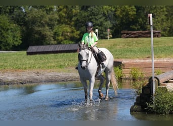 American Quarter Horse, Wallach, 7 Jahre, 160 cm, Schimmel