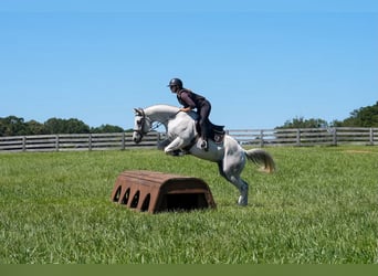 American Quarter Horse, Wallach, 7 Jahre, 160 cm, Schimmel