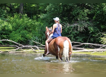 American Quarter Horse, Wallach, 7 Jahre, 160 cm, Tobiano-alle-Farben