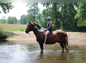 American Quarter Horse, Wallach, 7 Jahre, 160 cm, Tobiano-alle-Farben