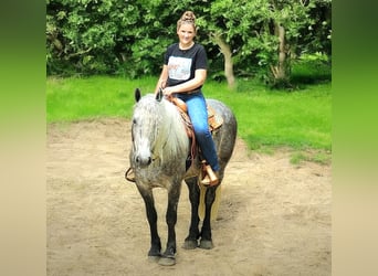 American Quarter Horse Mix, Wallach, 7 Jahre, 160 cm