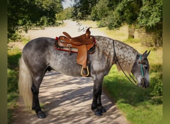 American Quarter Horse Mix, Wallach, 7 Jahre, 160 cm