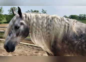 American Quarter Horse Mix, Wallach, 7 Jahre, 160 cm