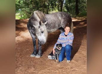 American Quarter Horse Mix, Wallach, 7 Jahre, 160 cm
