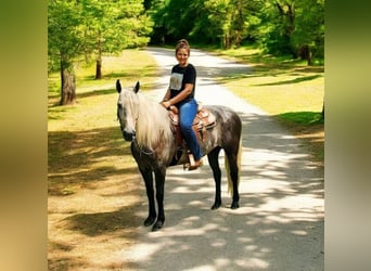 American Quarter Horse Mix, Wallach, 7 Jahre, 160 cm