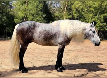 American Quarter Horse Mix, Wallach, 7 Jahre, 160 cm