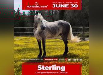 American Quarter Horse Mix, Wallach, 7 Jahre, 160 cm
