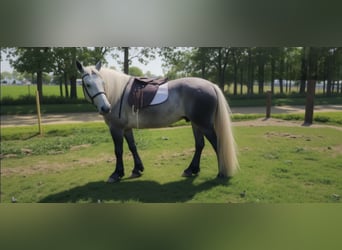 American Quarter Horse Mix, Wallach, 7 Jahre, 160 cm