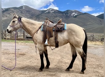 American Quarter Horse, Wallach, 7 Jahre, 163 cm, Buckskin