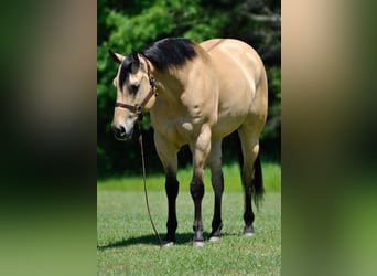 American Quarter Horse, Wallach, 7 Jahre, 163 cm, Buckskin