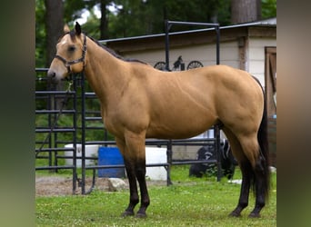 American Quarter Horse, Wallach, 7 Jahre, 163 cm, Buckskin