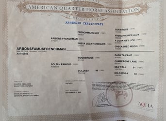 American Quarter Horse, Wallach, 7 Jahre, 163 cm, Buckskin
