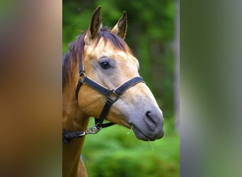 American Quarter Horse, Wallach, 7 Jahre, 163 cm, Buckskin