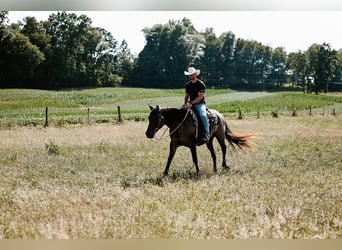 American Quarter Horse, Wallach, 7 Jahre, 163 cm, Grullo
