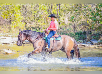 American Quarter Horse, Wallach, 7 Jahre, 163 cm, Grullo