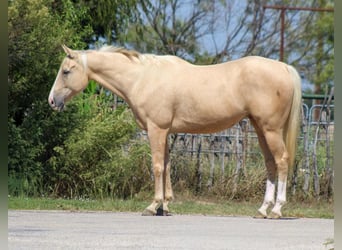American Quarter Horse, Wallach, 7 Jahre, 163 cm, Palomino