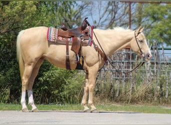 American Quarter Horse, Wallach, 7 Jahre, 163 cm, Palomino
